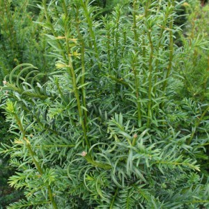 taxus-bestellen.nl - taxus bestellen