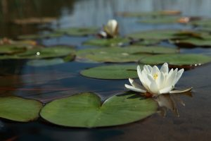 Op zoek naar een spiritueel therapeut in Den Bosch?